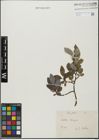 Foto von Salix glabra Scop.